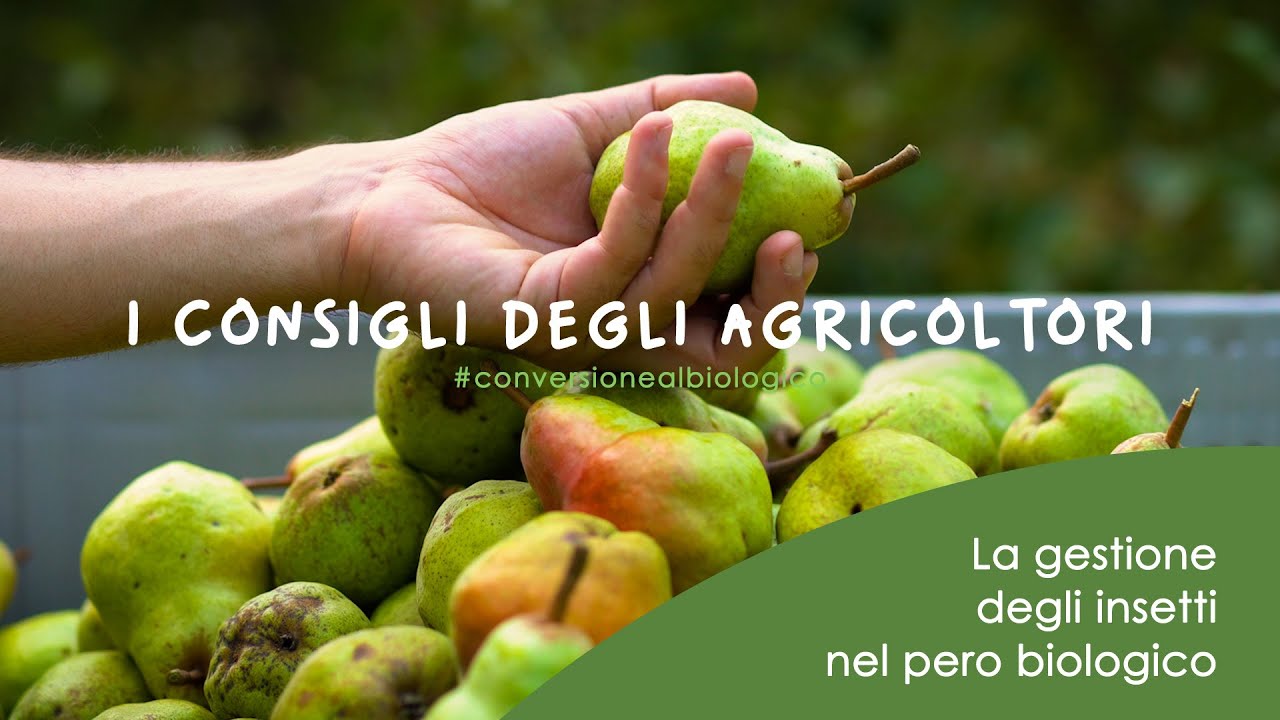 PERA: La gestione degli insetti nel pero biologico