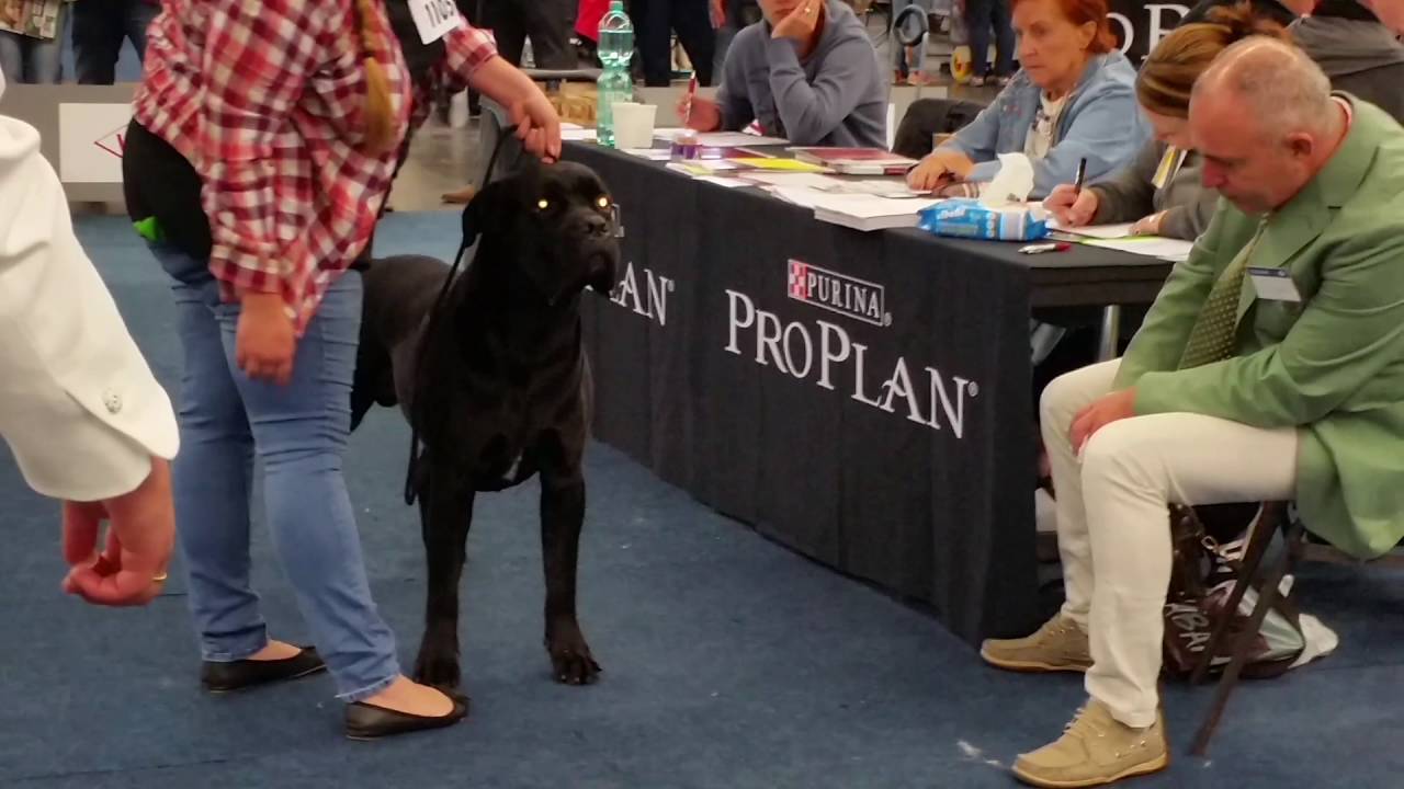 Cane corso dortmund 2016 offene klasse