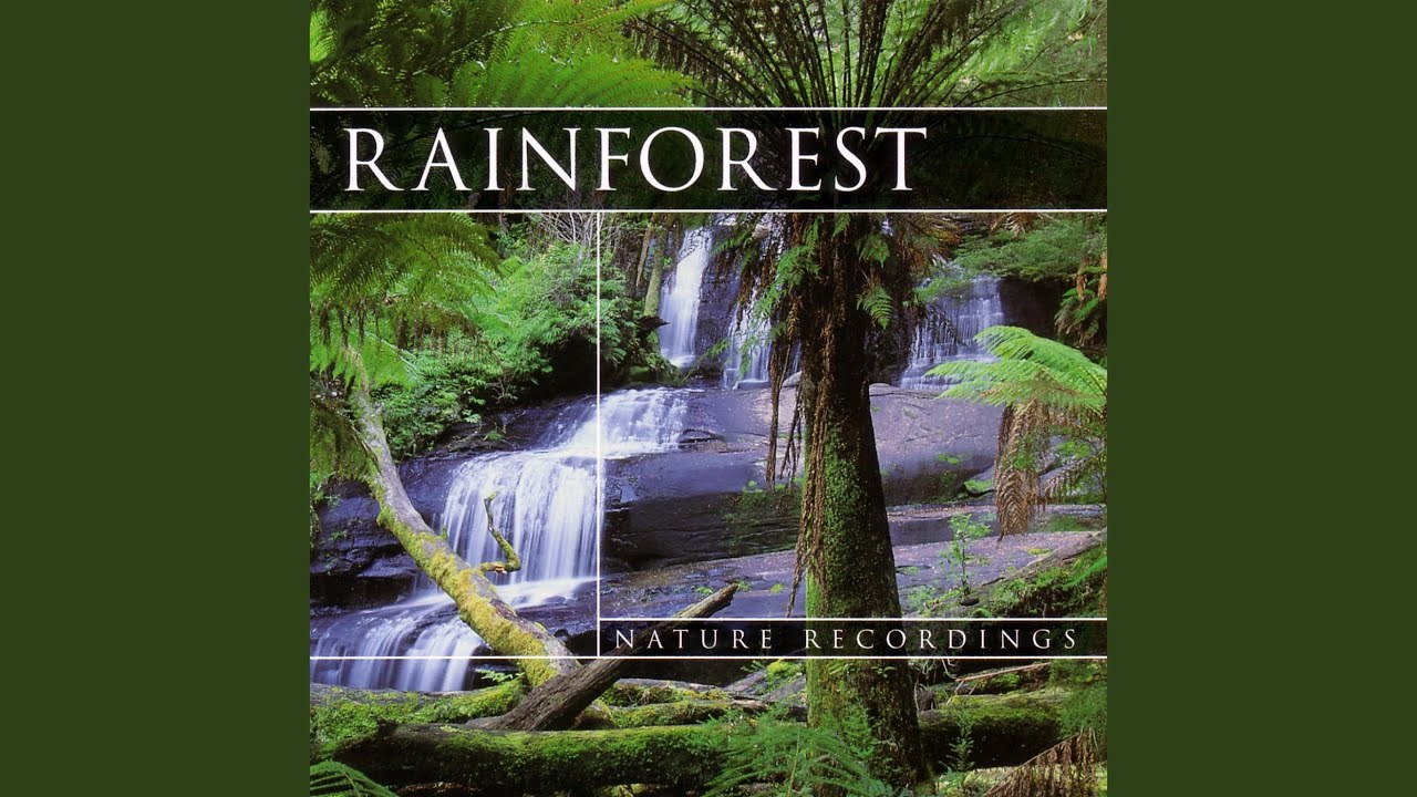 Rainforest 2