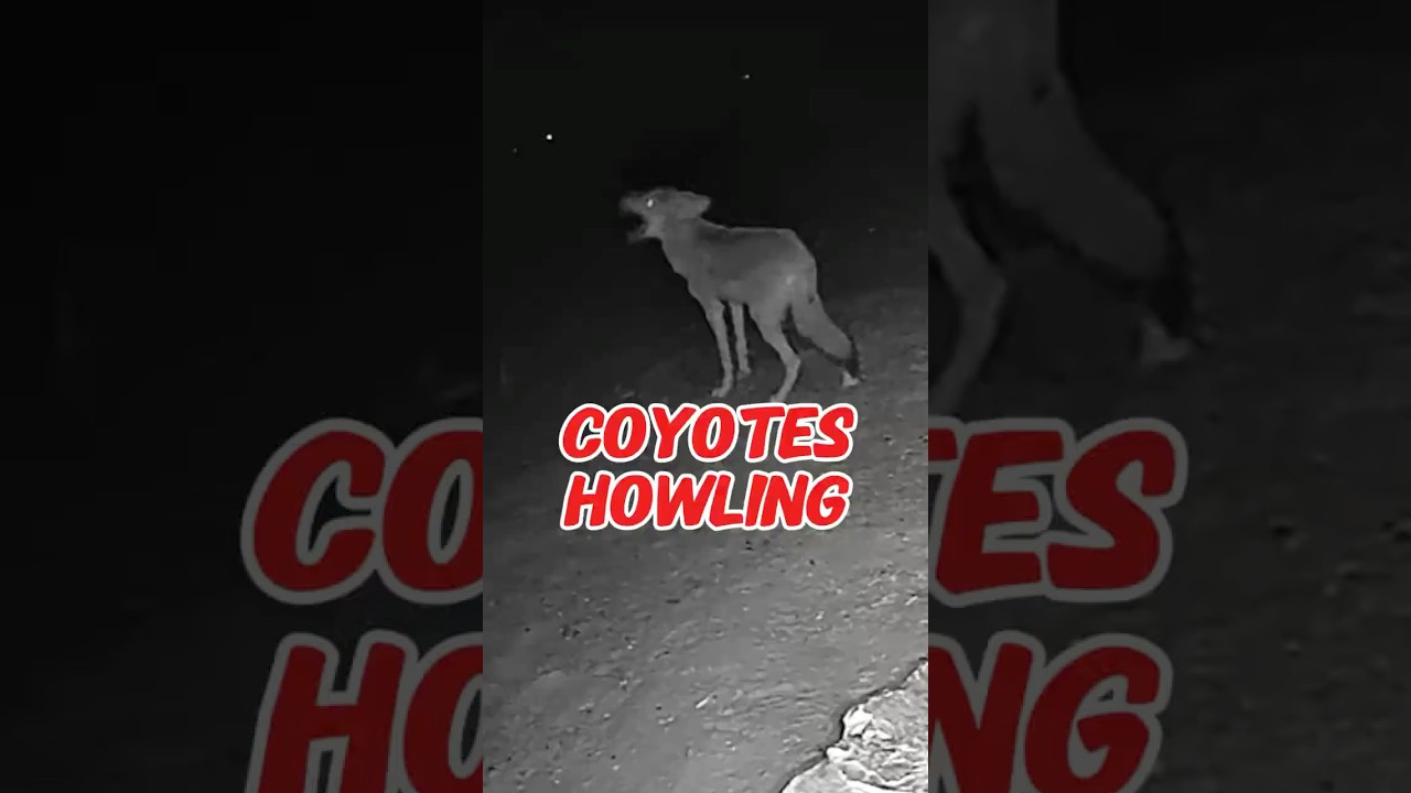 Coyotes Howling. What Does It Mean?