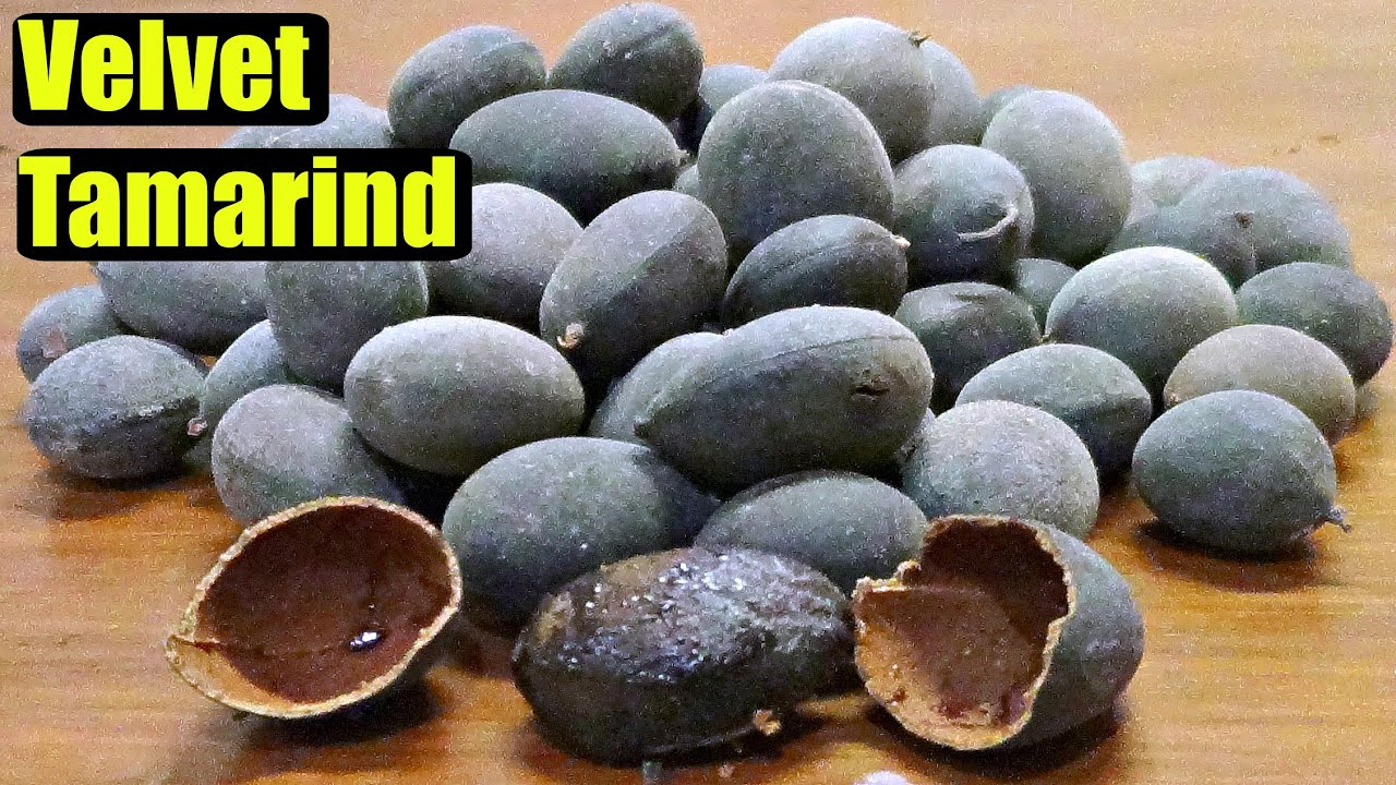 Velvet Tamarind Review (Dialium indum) Weird Fruit Explorer Ep. 144