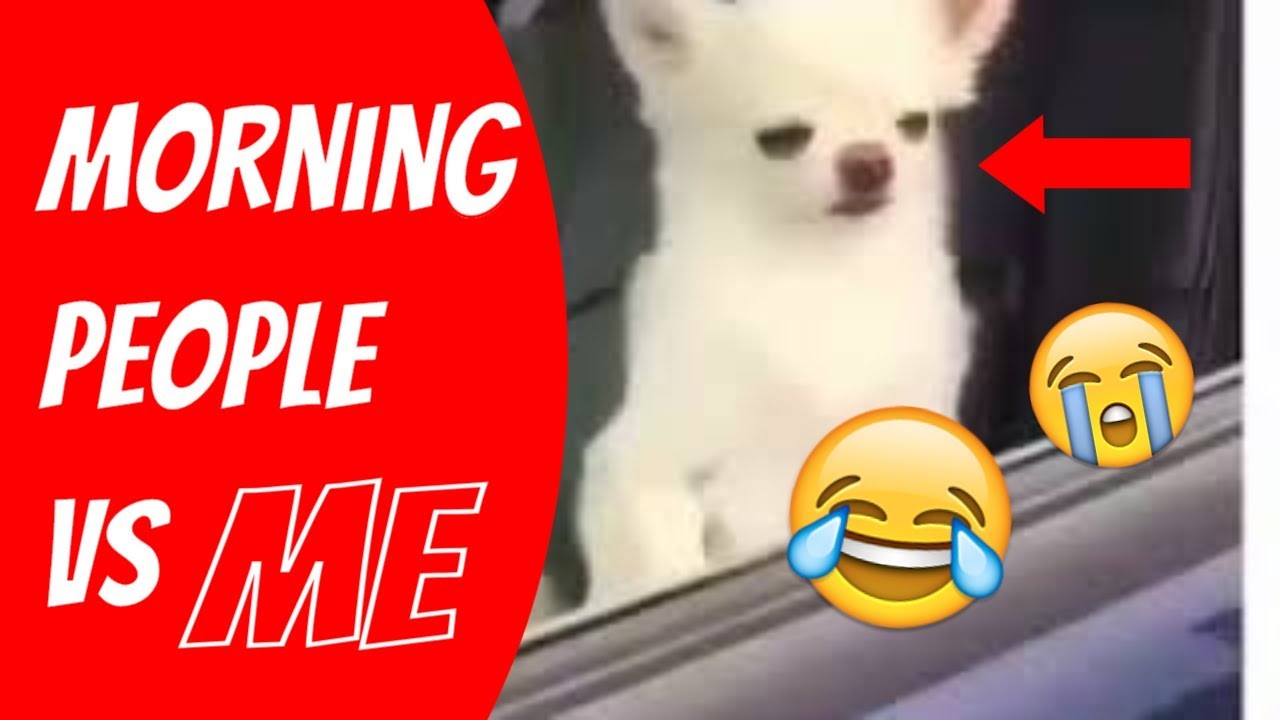 😂🐶😂 Morning People Vs Me Meme - Sleepy Tired Dog