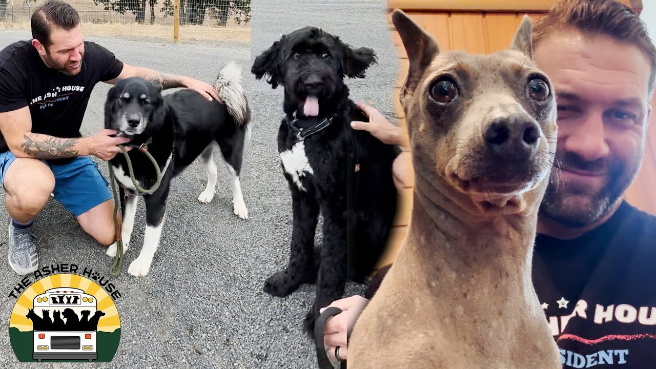 Another three souls are safe at the sanctuary now! | The Asher House