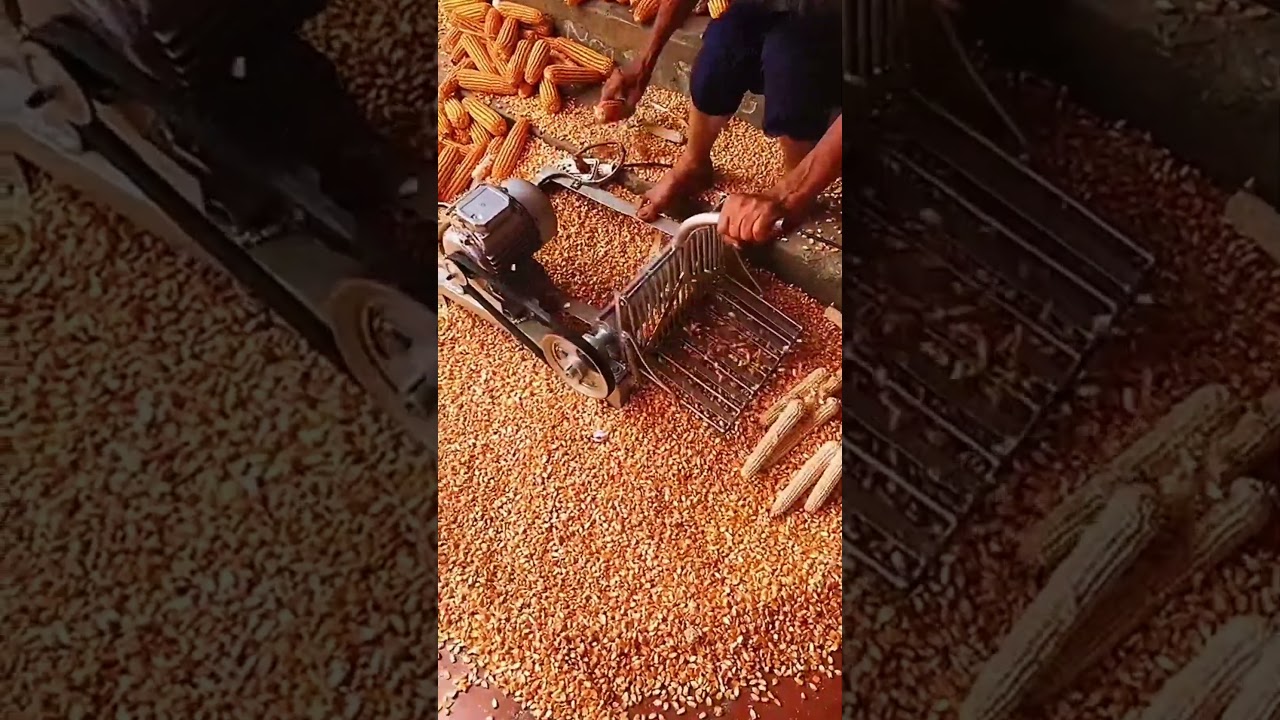See how the small manual corn thresher works
