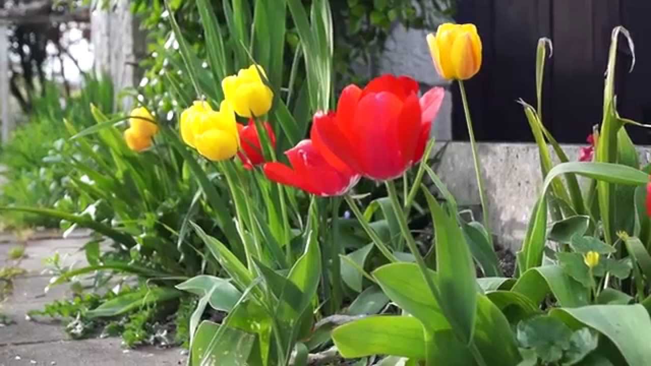 Sony SLT-A58 video test 2