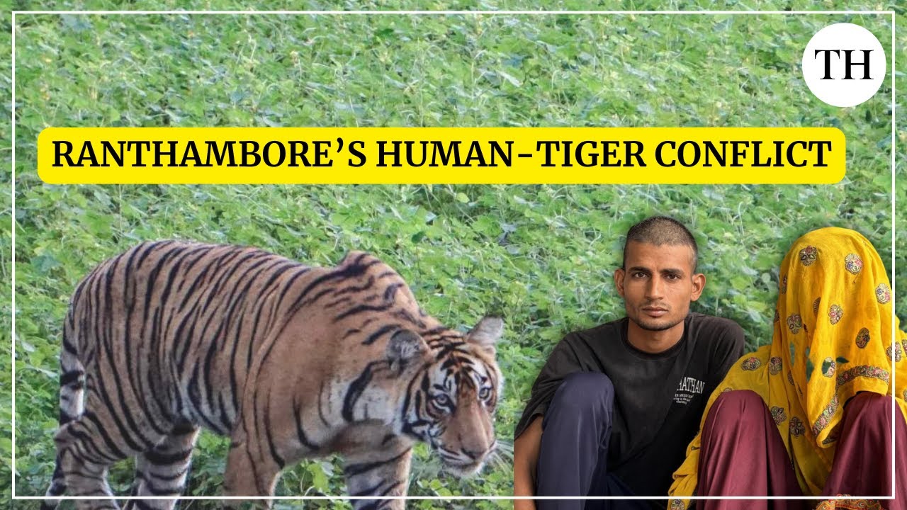 In Ranthambore, tigers and humans struggle for space and survival | Rajasthan