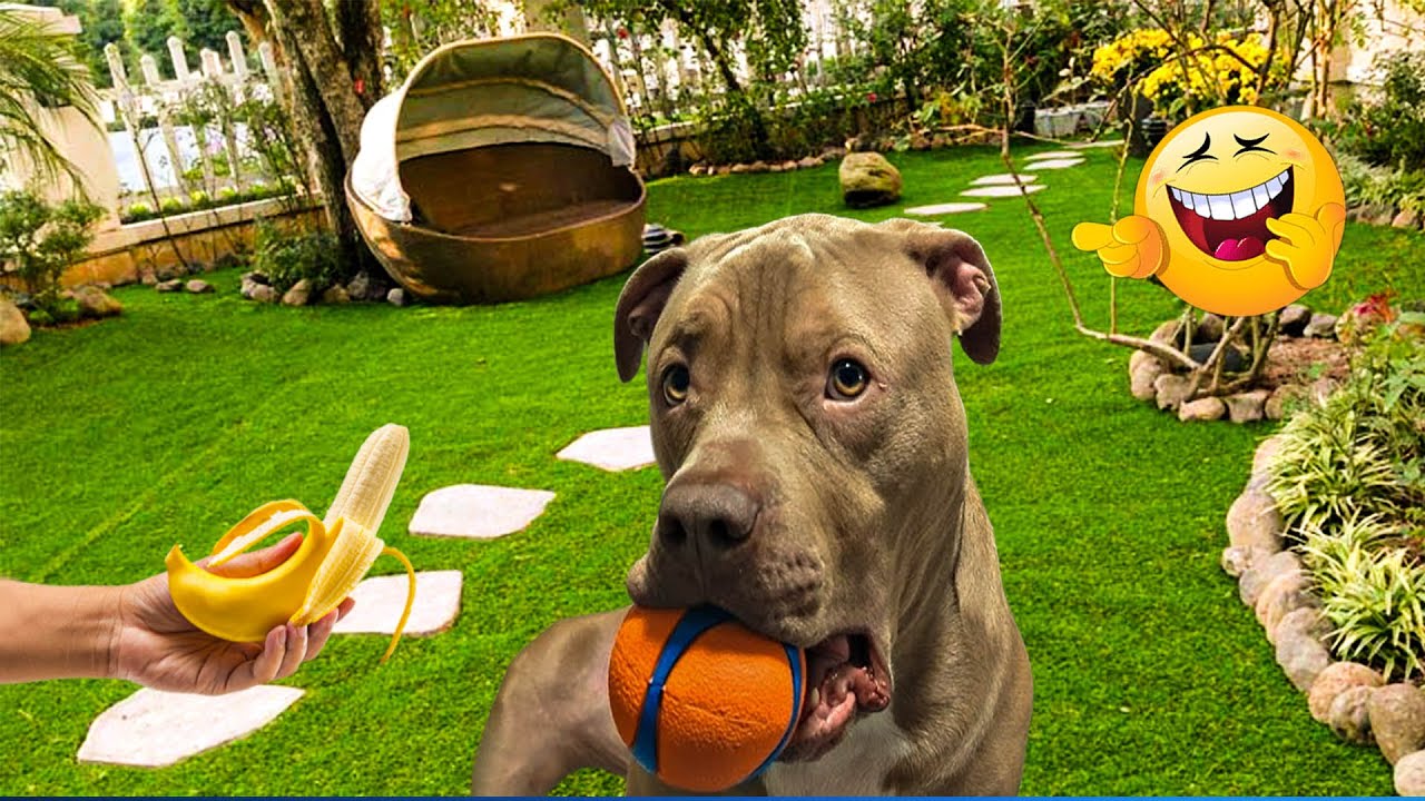 The Funniest Pet Videos Compilation 😹🐶 Funny Animals That Will Make You Laugh Until You Die 🐾