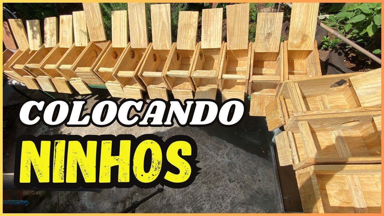 COLOCANDO OS NINHOS PARA AS CALOPSITAS - TEMPORADA 2024