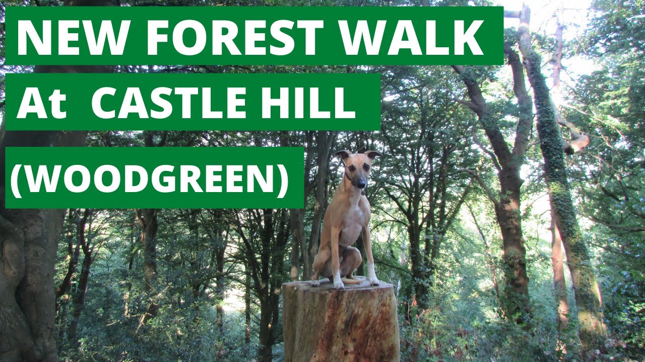 NEW FOREST WALK at CASTLE HILL, WOODGREEN / GODSHILL (NEW FOREST NATIONAL PARK)  [4K]
