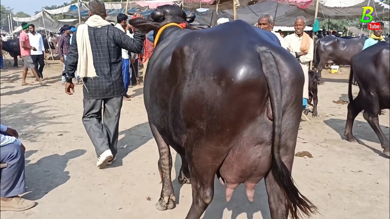 टिकाऊ दुधारू भैंस चाहिए तो बिहार के चौसा पशु मंडी में आए  | Bhains Ki Mandi 2022 | Buffalo Mandi