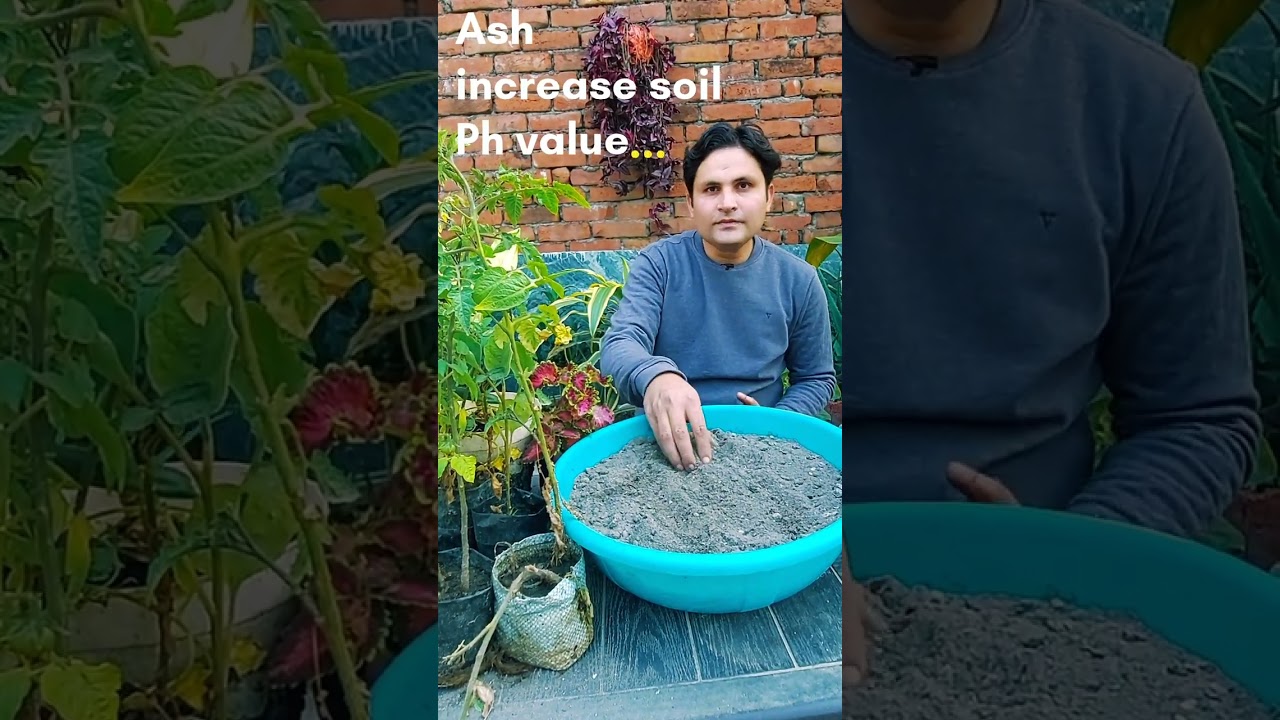 Use of Ash in gardening | How to use ash 🔥 #gardening