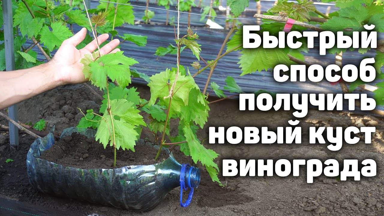 Самый лёгкий способ укоренения! Сможет каждый!