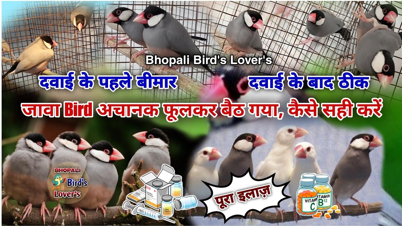 Java Bird 🕊️ achanak fulkar baith jaye to kya karen #madicine #davai #virel #bird
