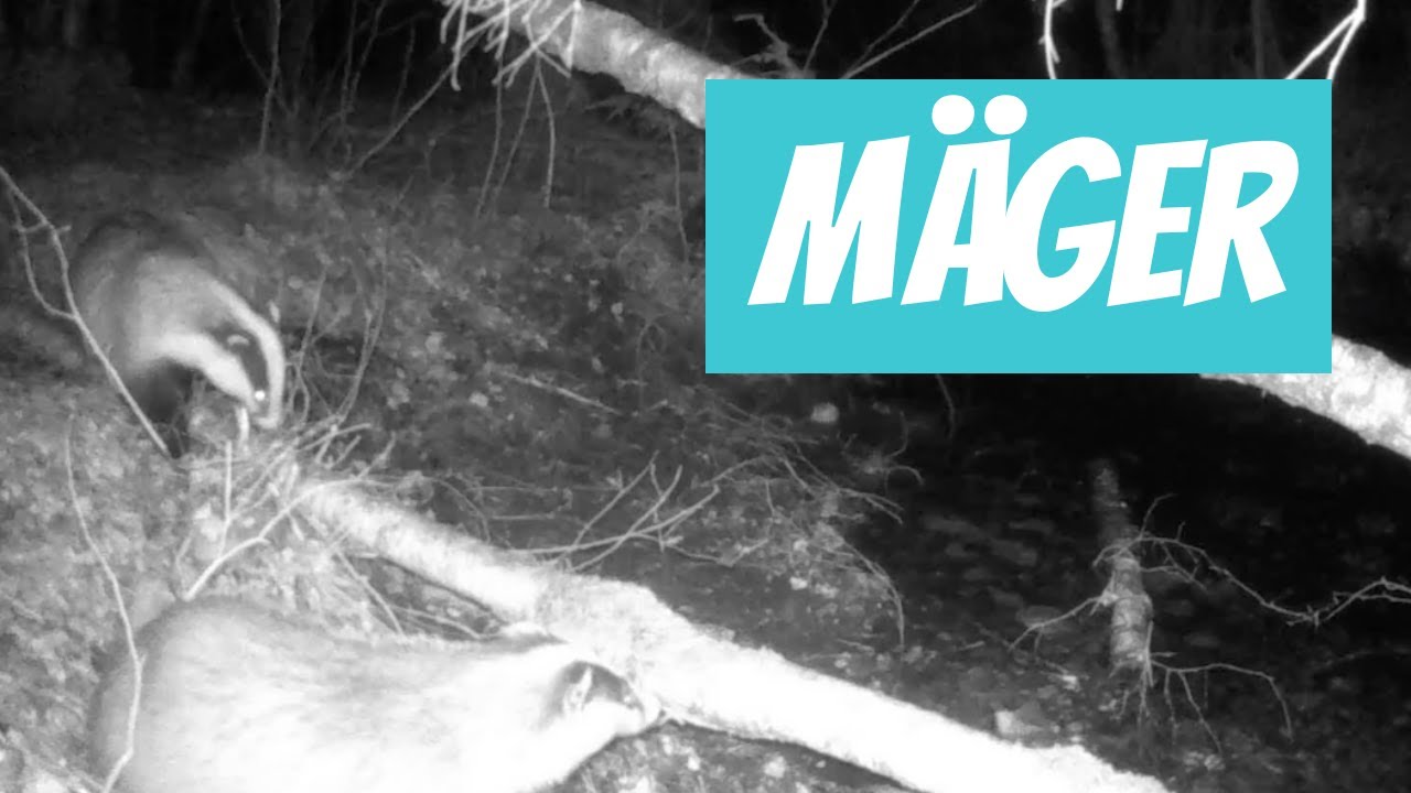 M&auml;ger (Meles meles; European badger)... Eesti elurikkus