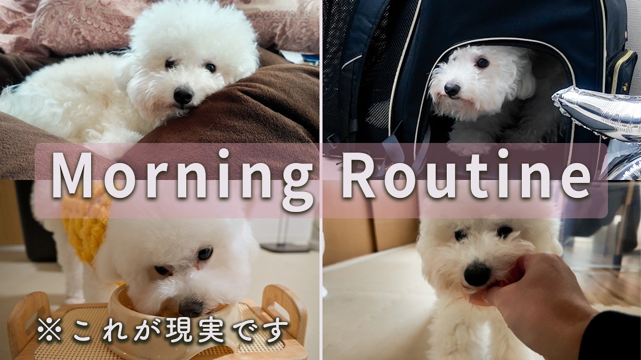 【散歩拒否】拒否犬の攻防戦！トリミング前のモーニングルーティン