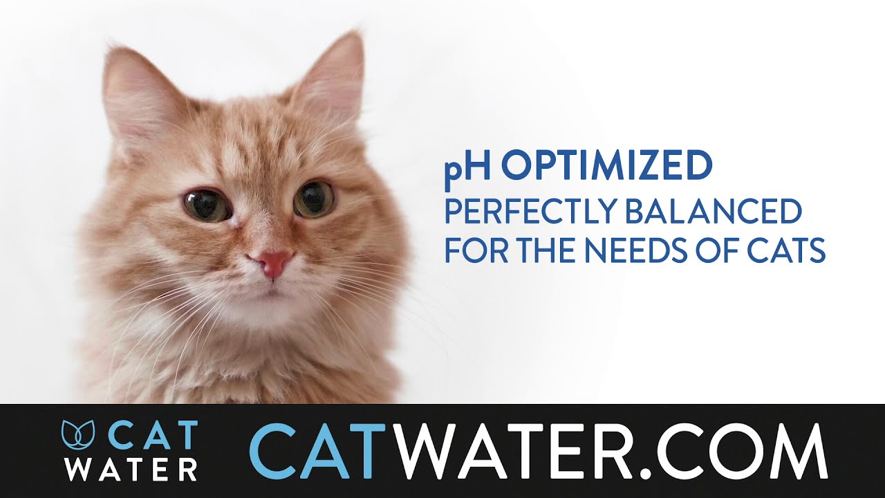 CATWATER (:60) - Prevent cat urinary issues before they start