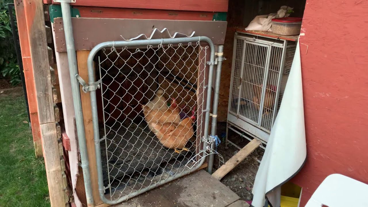 Backyard Chicken UPDATE! Introducing Silkie Roo to Rhode Island Red Hens