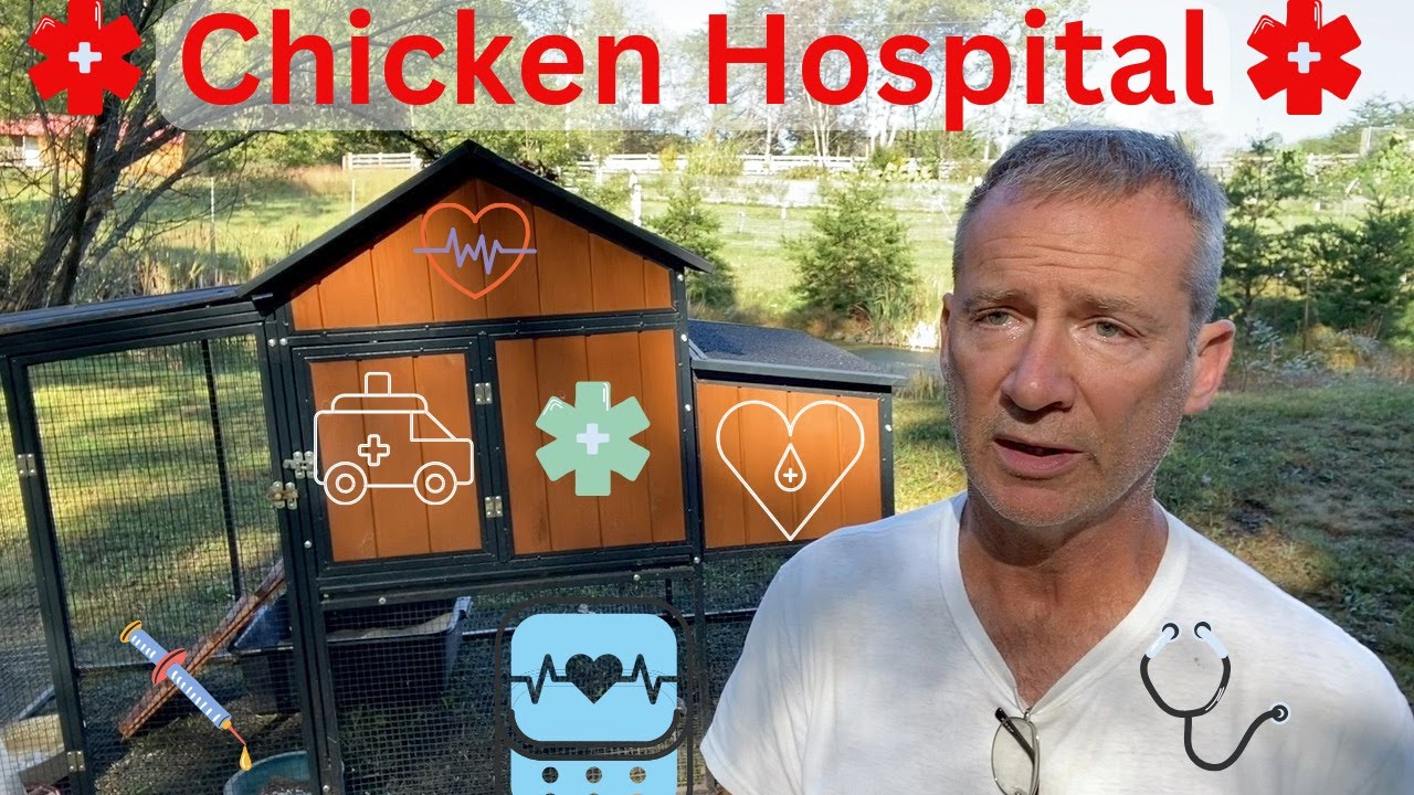 Chicken Hospital and Chick Requirements