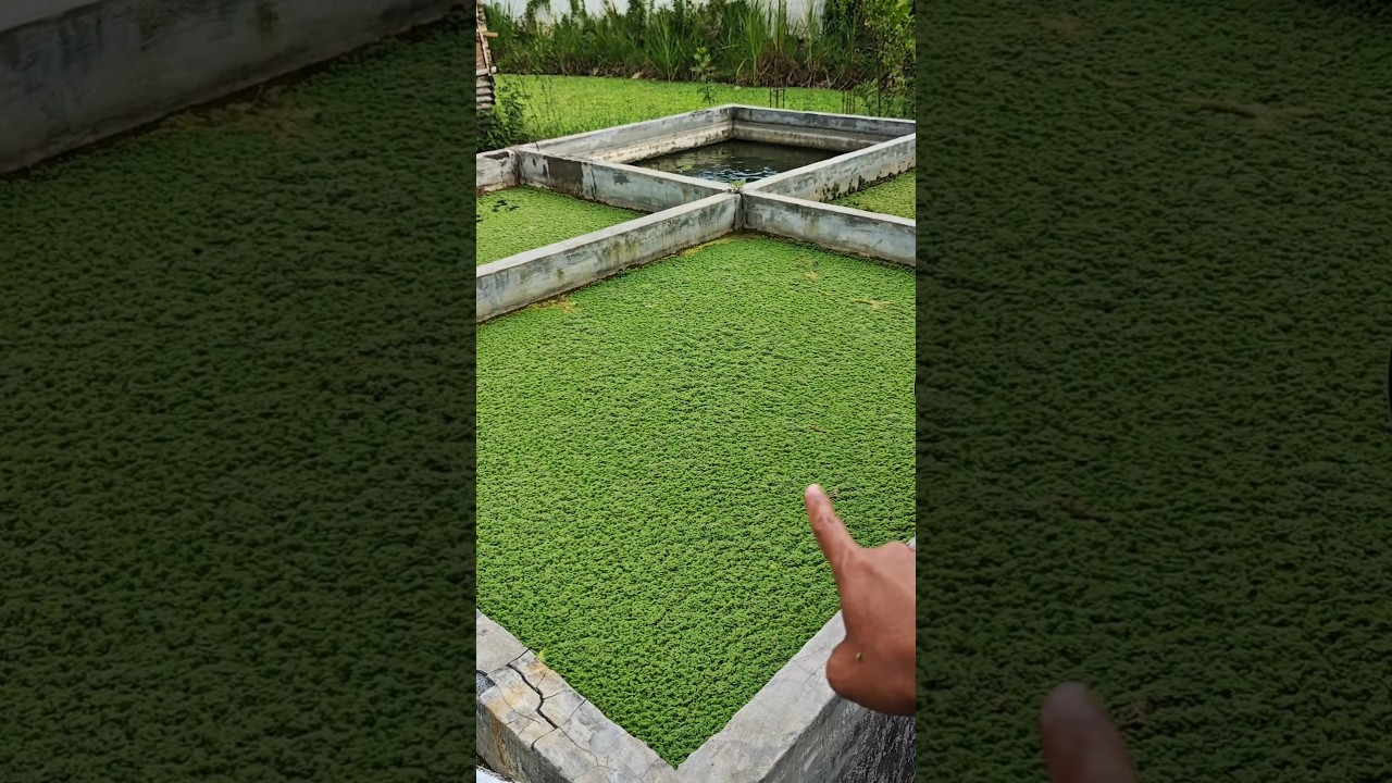 hari ke 16 setelah menanam azolla di kolam beton🔥