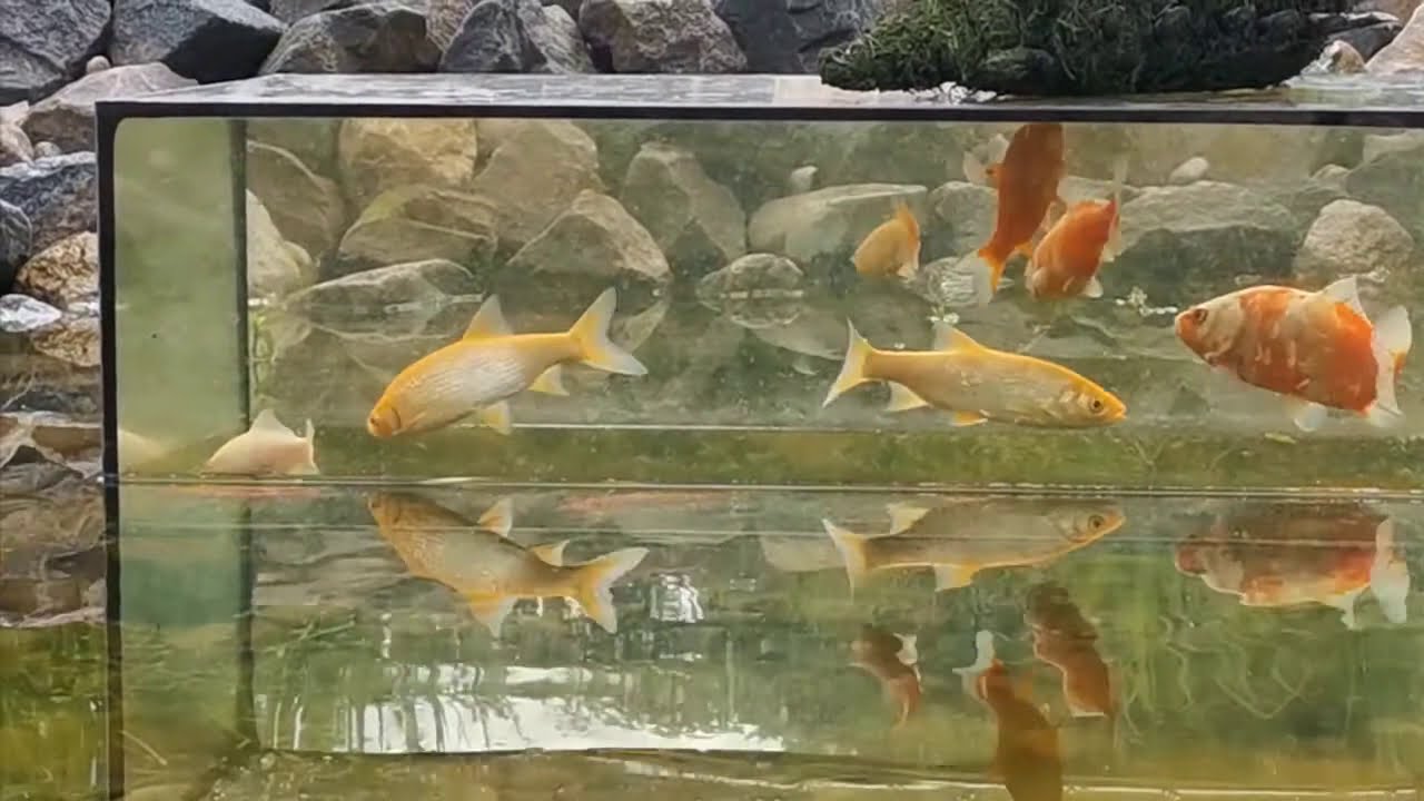 Prudas/tvenkinys v5.1 + akvariumas su karosais ir orfomis