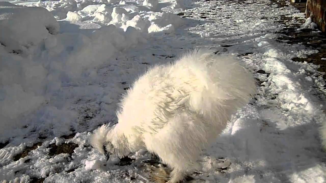 Silkies having fun in the snow/Zijdehoen in de sneeuw