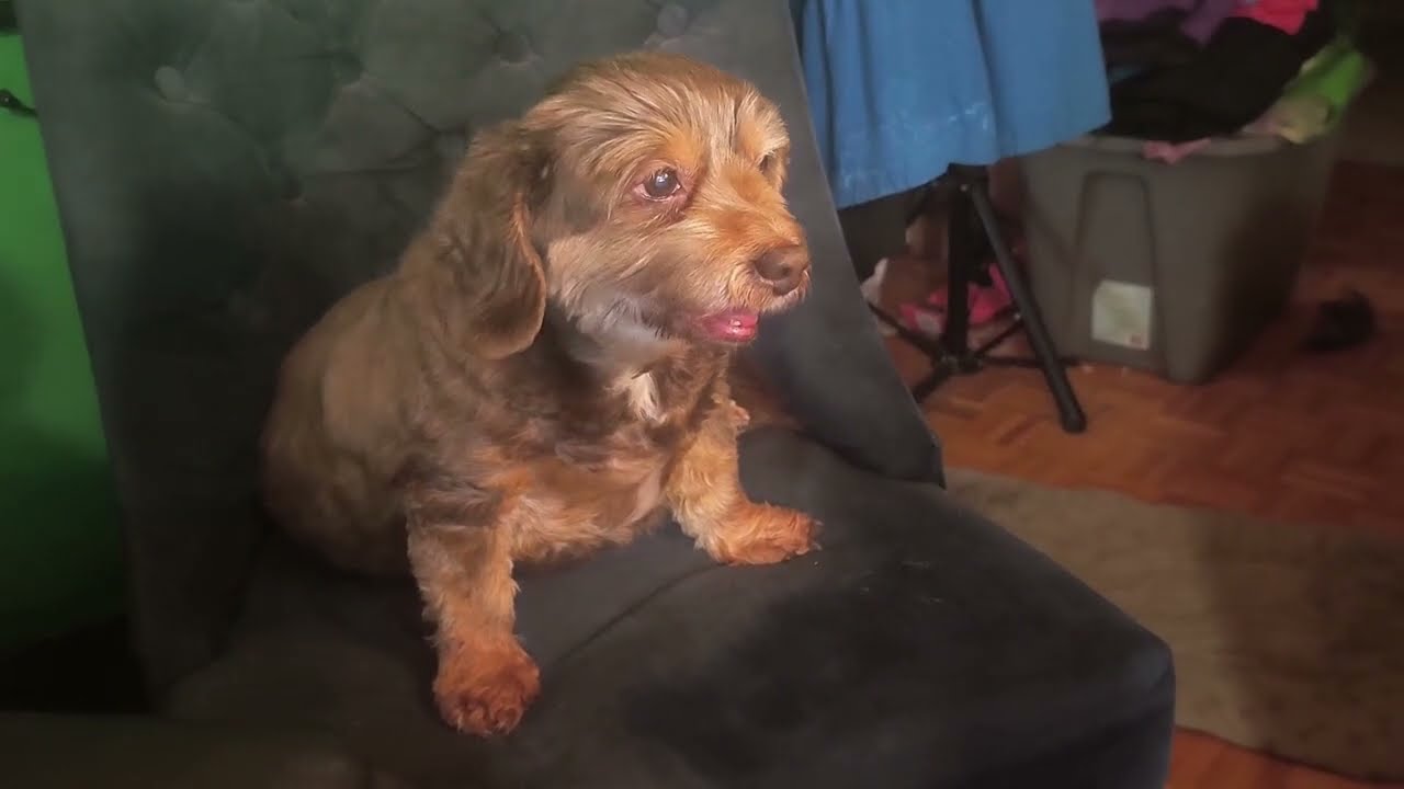 Scooby's Blustery KINO film
