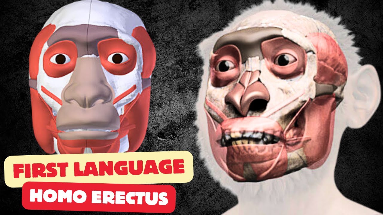 Scientists Reveal Surprising Homo Erectus Language Capabilities | The Seafaring Inference