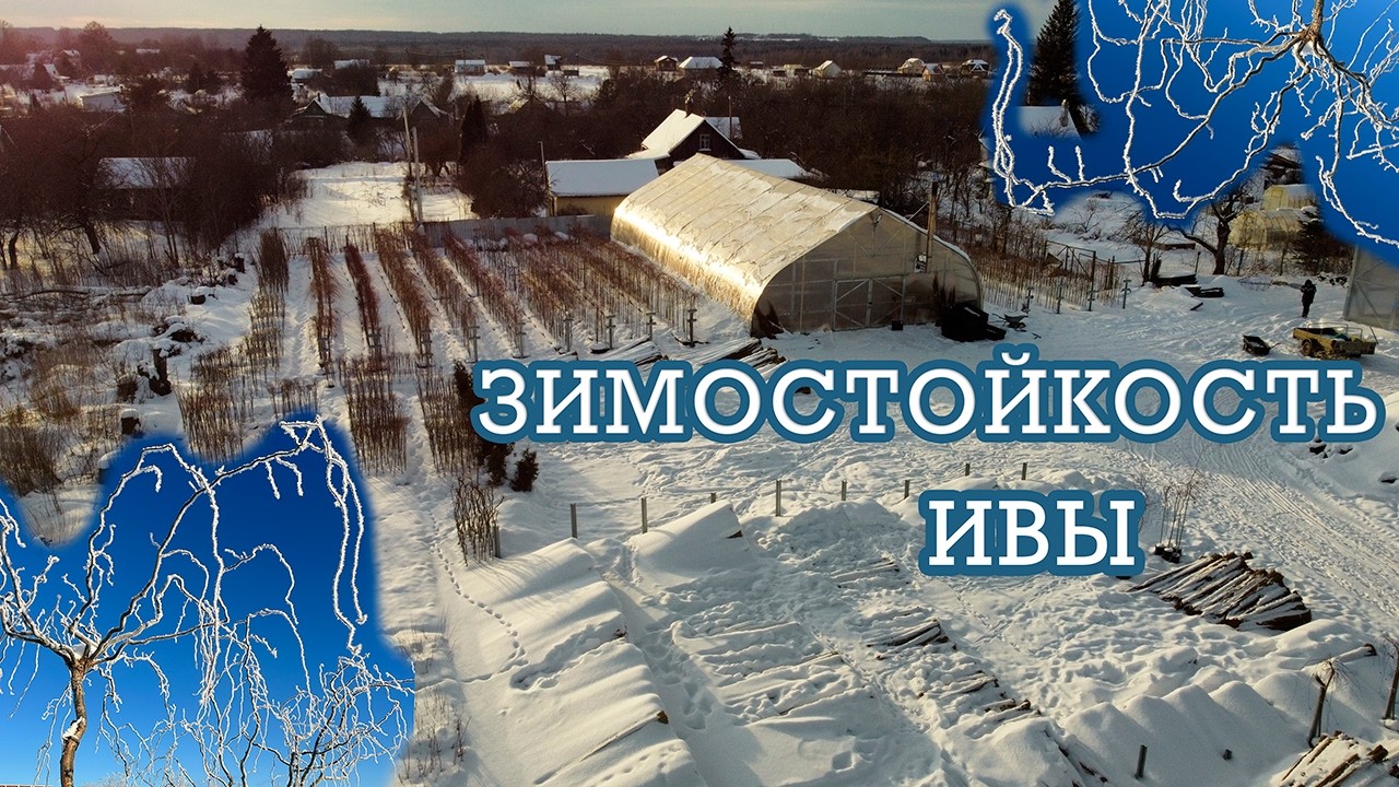 Зимостойкость штамбовых форм ивы. Видео-обзор. Русская ива.