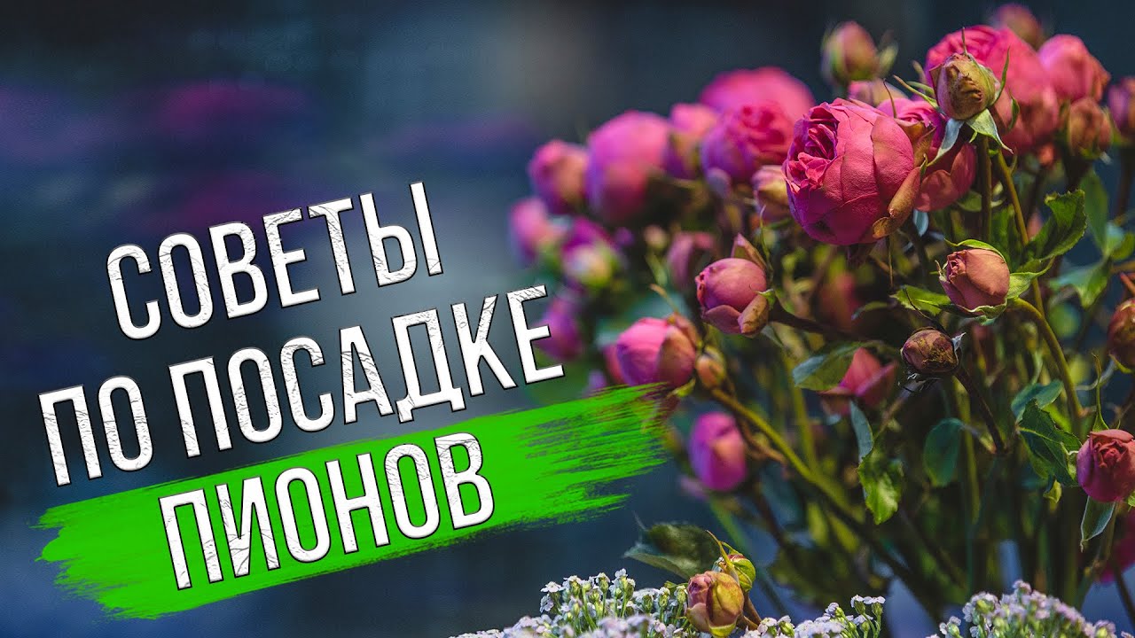 Посадка пионов осенью. Пошаговый мастер-класс