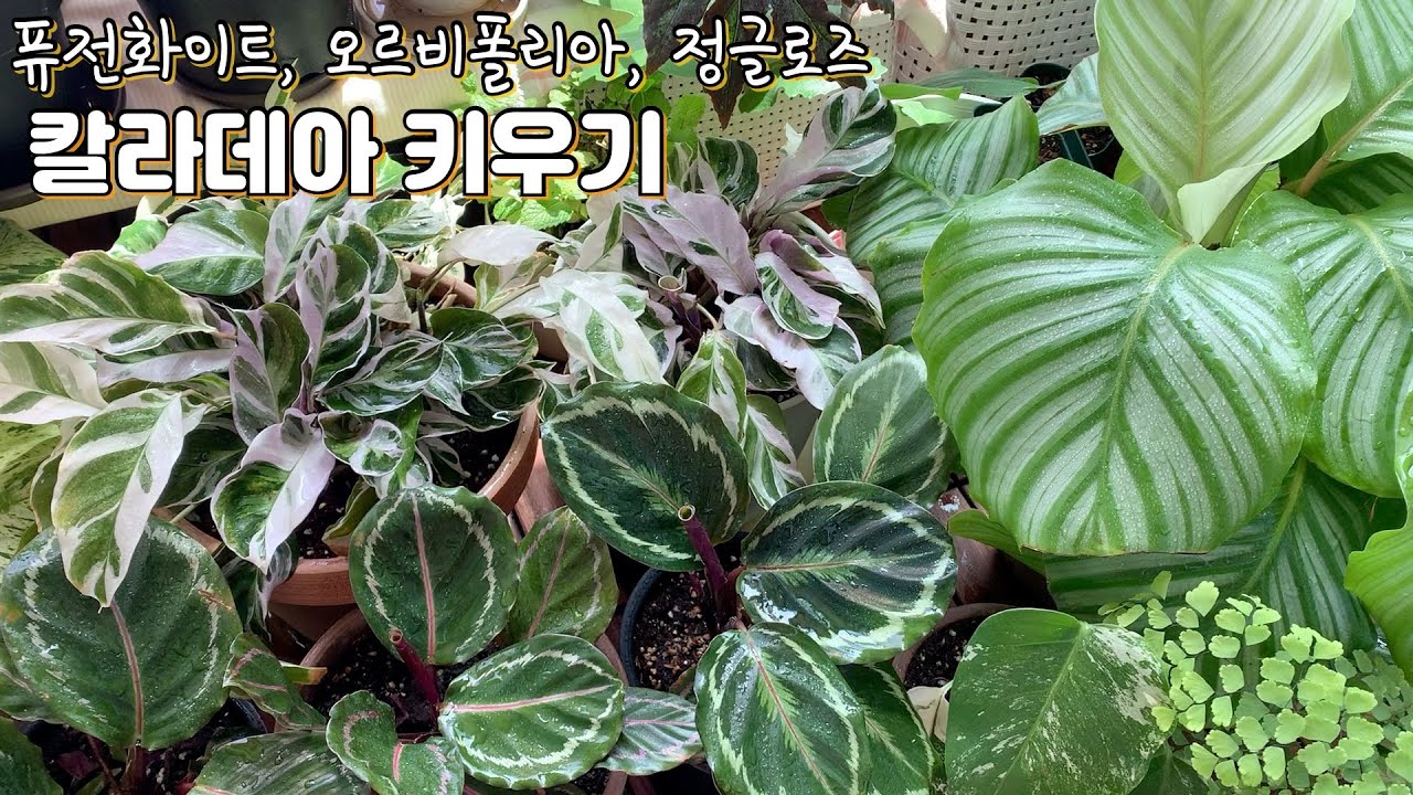 [키우기 쉬운 식물?] 칼라데아 잎 마르지 않게 키우기_ 오르비폴리아, 퓨전화이트, 메달리온, 도티, 정글로즈