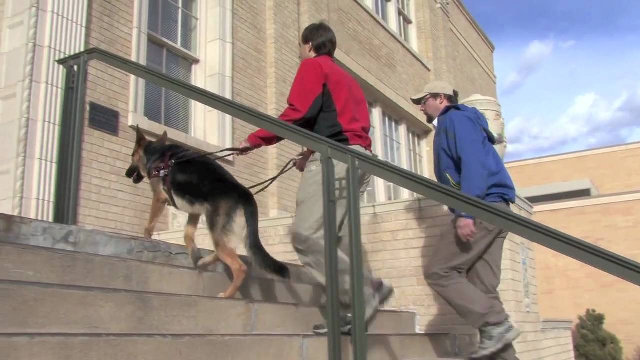 Training Uri, the education of a guide dog