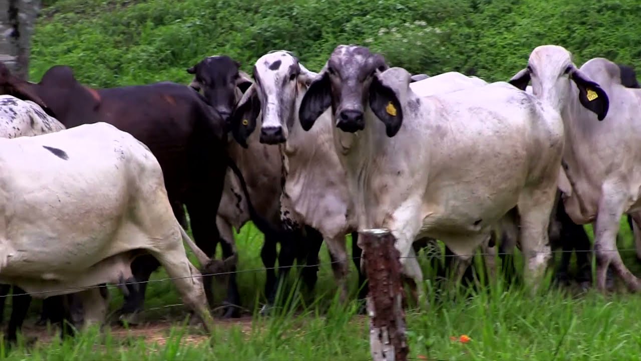 SARDO NEGRO MOCHO RANCHO 