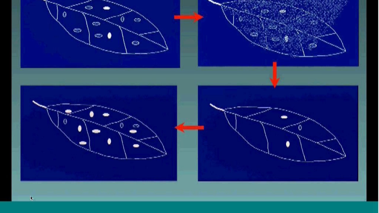 Pesticide Resistance Basics
