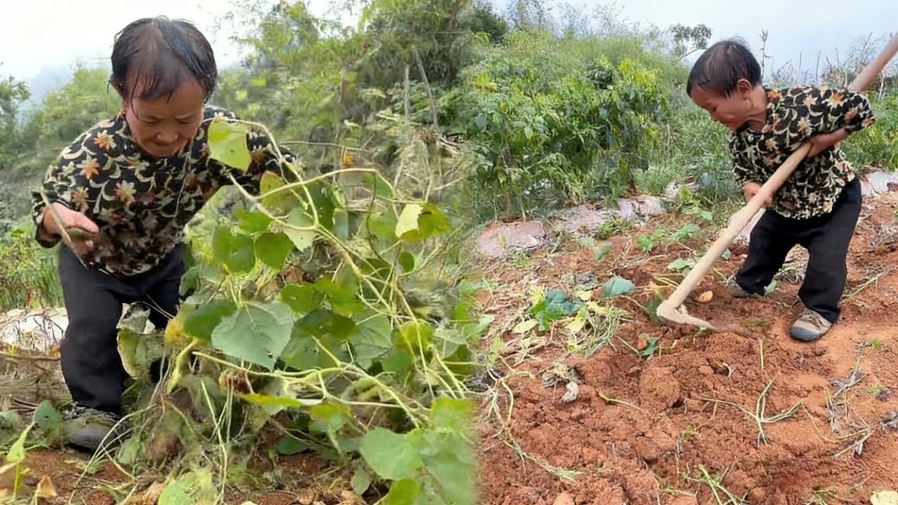 矮人宋姐上山挖地瓜，忙忙碌碌一早上，终于可以回家陪母亲#农村生活