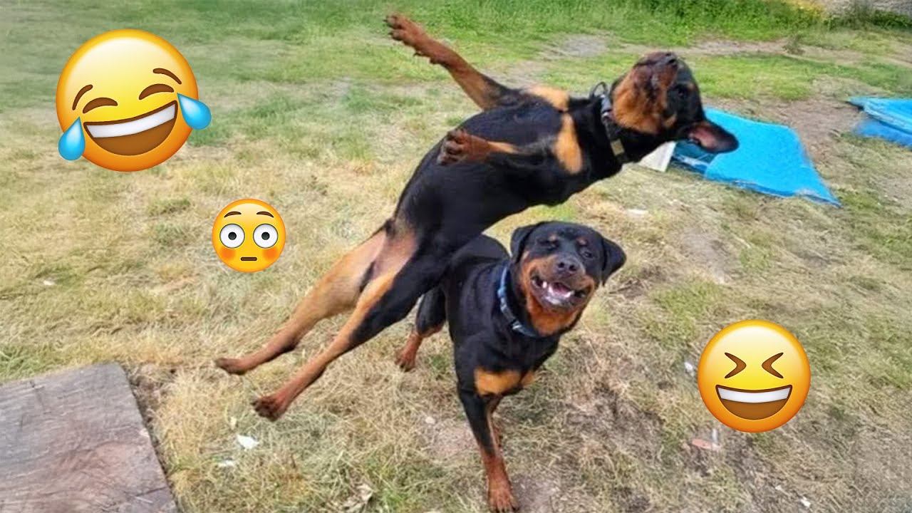 I'm 101% SURE that you will LAUGH EXTREMELY HARD- Funny Dog 2025 #81