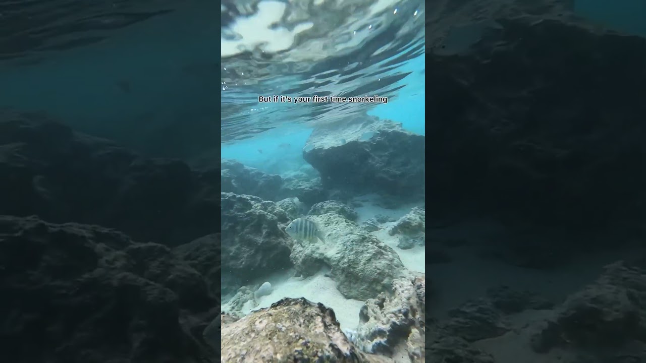 Beginner Snorkeling Guide to Sharks Cove , North Shore, Hawaii #shorts #travelguide #hawaii