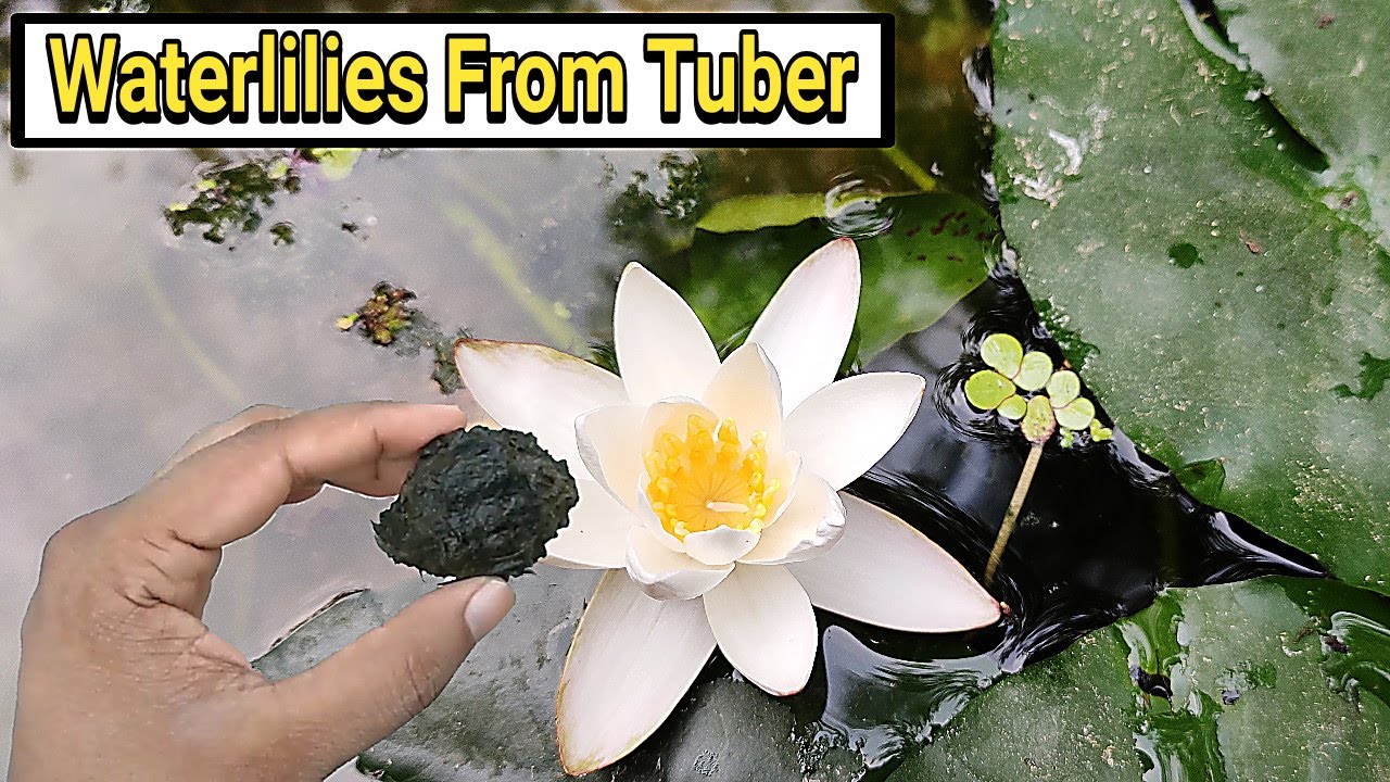 कुमुदिनी को कन्द से कैसे उगाए :: Growing Tropical Waterlilies From Tuber - tech garden