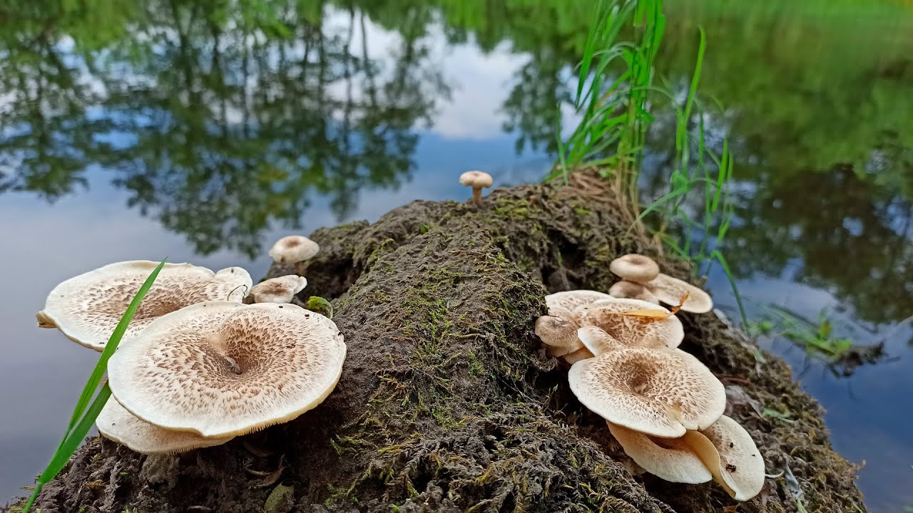 Грибы на пне. Пилолистник тигровый (лат. Lentinus tigrinus)