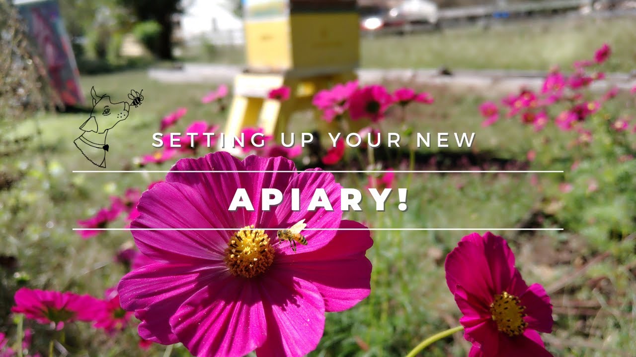 Setting up your apiary | How to get the most honey