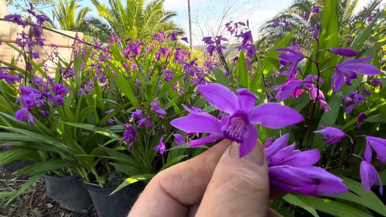 The Chinese Ground Orchid, Bletilla striata