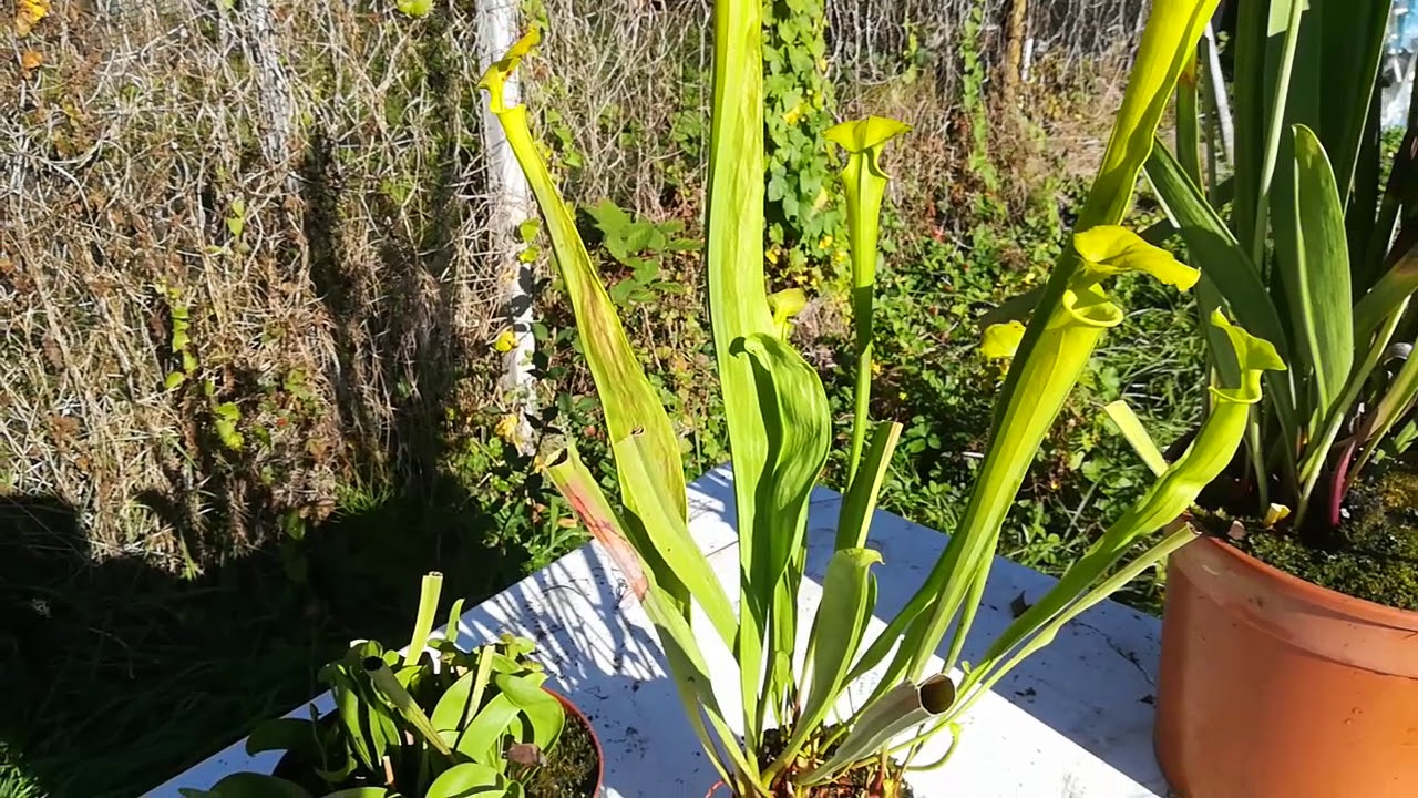 I filloidi di  S. oreophila, S. flava e S. leucophylla