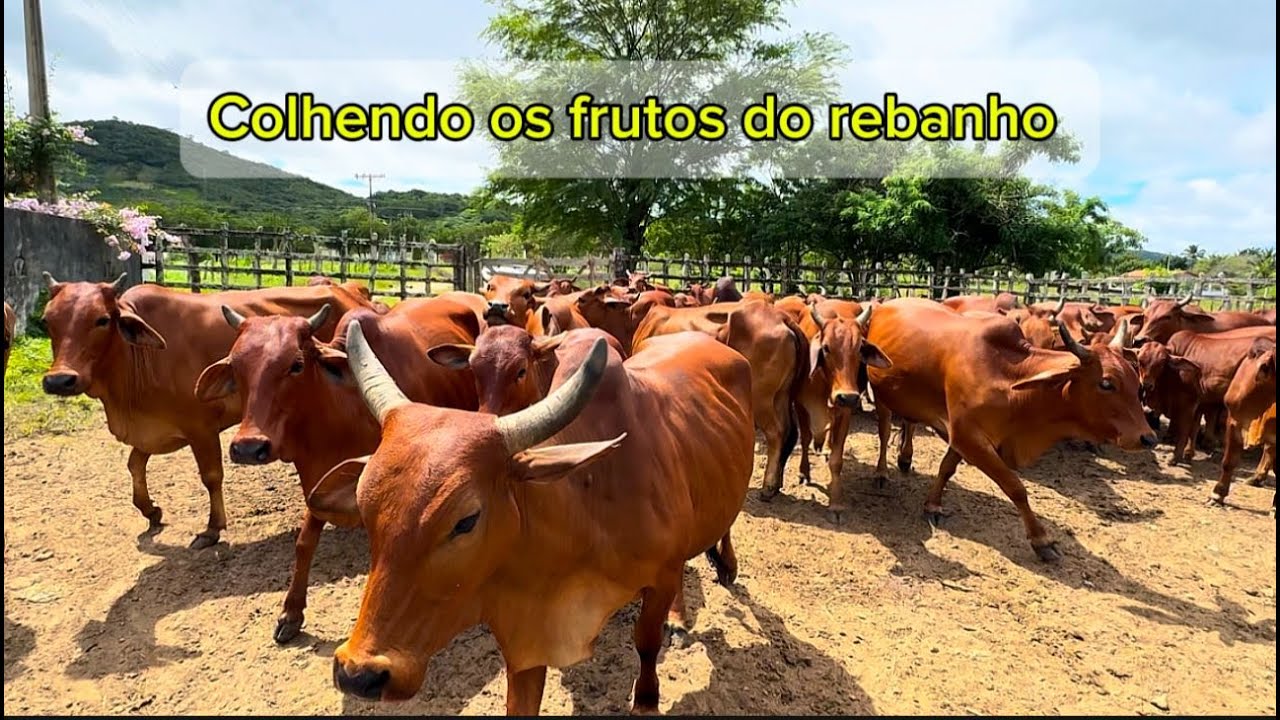 Separando lotes de sindi para venda