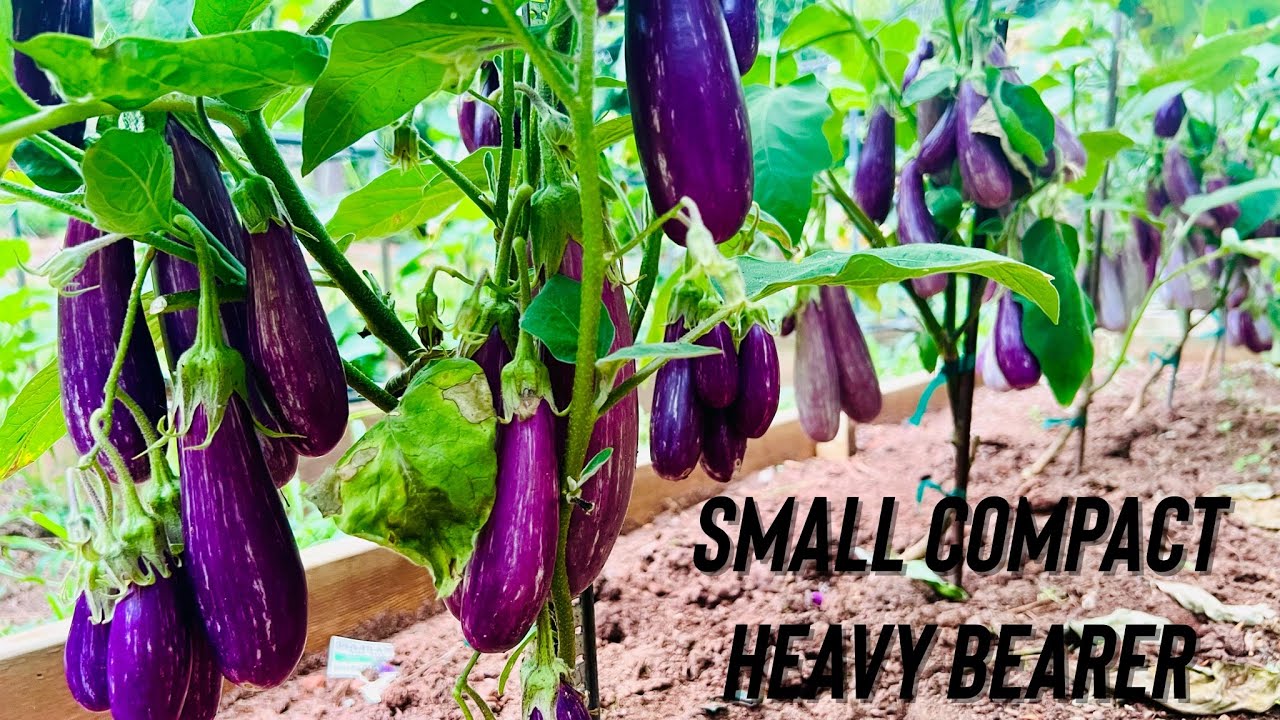 Compact Heavy Bearing Fairy Tale Eggplant