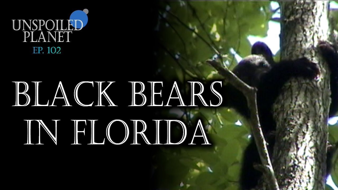 Florida's Secretive Black Bears - Unspoiled Planet 102