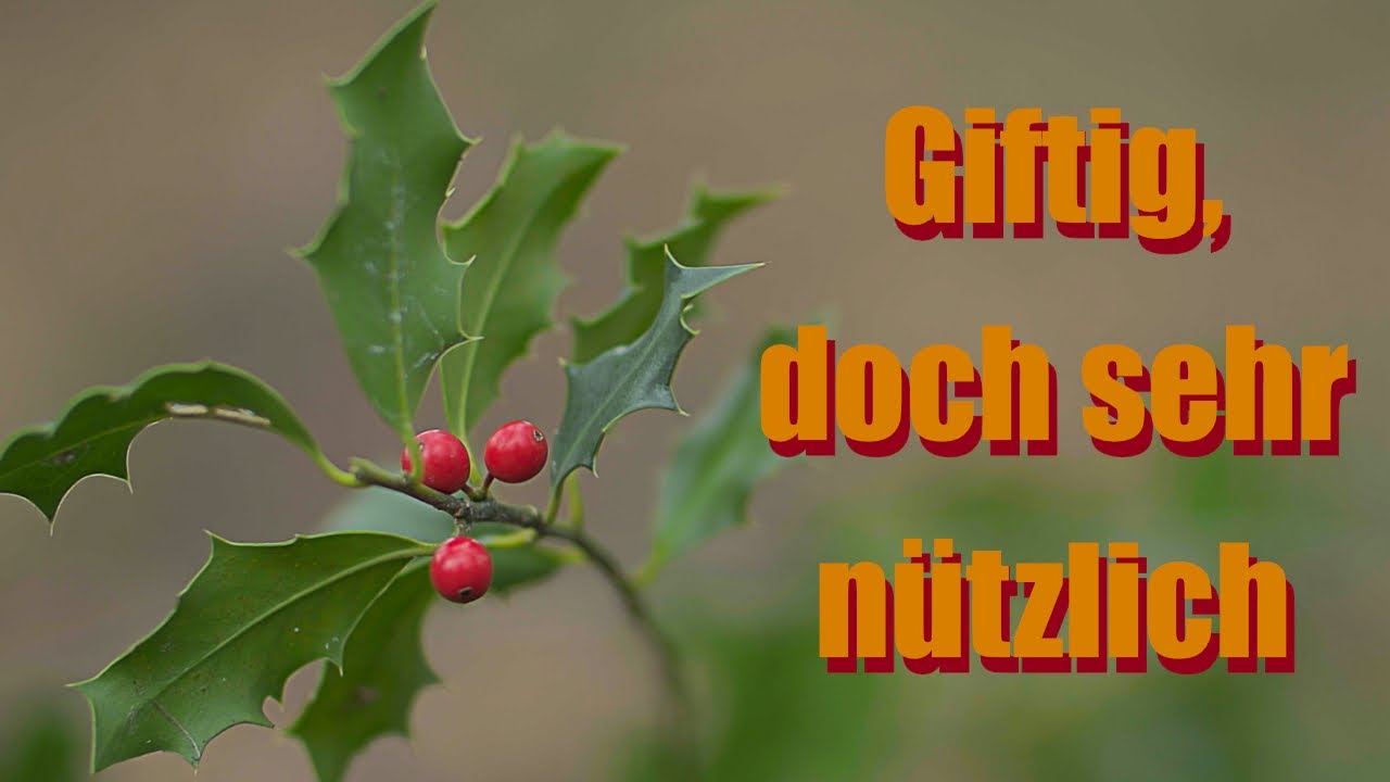 Die Stechpalme [Pflanzenkund]