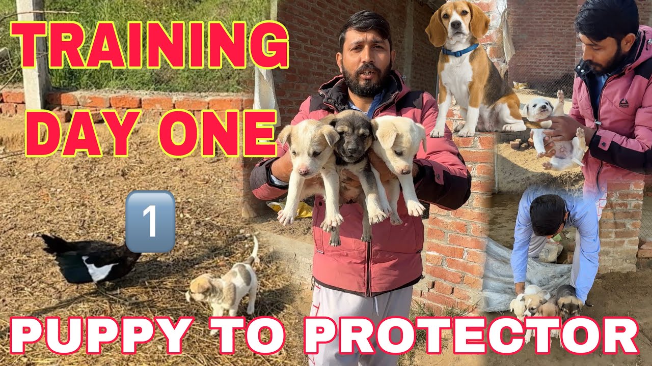 Training Of Dogs Day One 1️⃣ | Dog as Security Guard Of Pets | Mr Asad