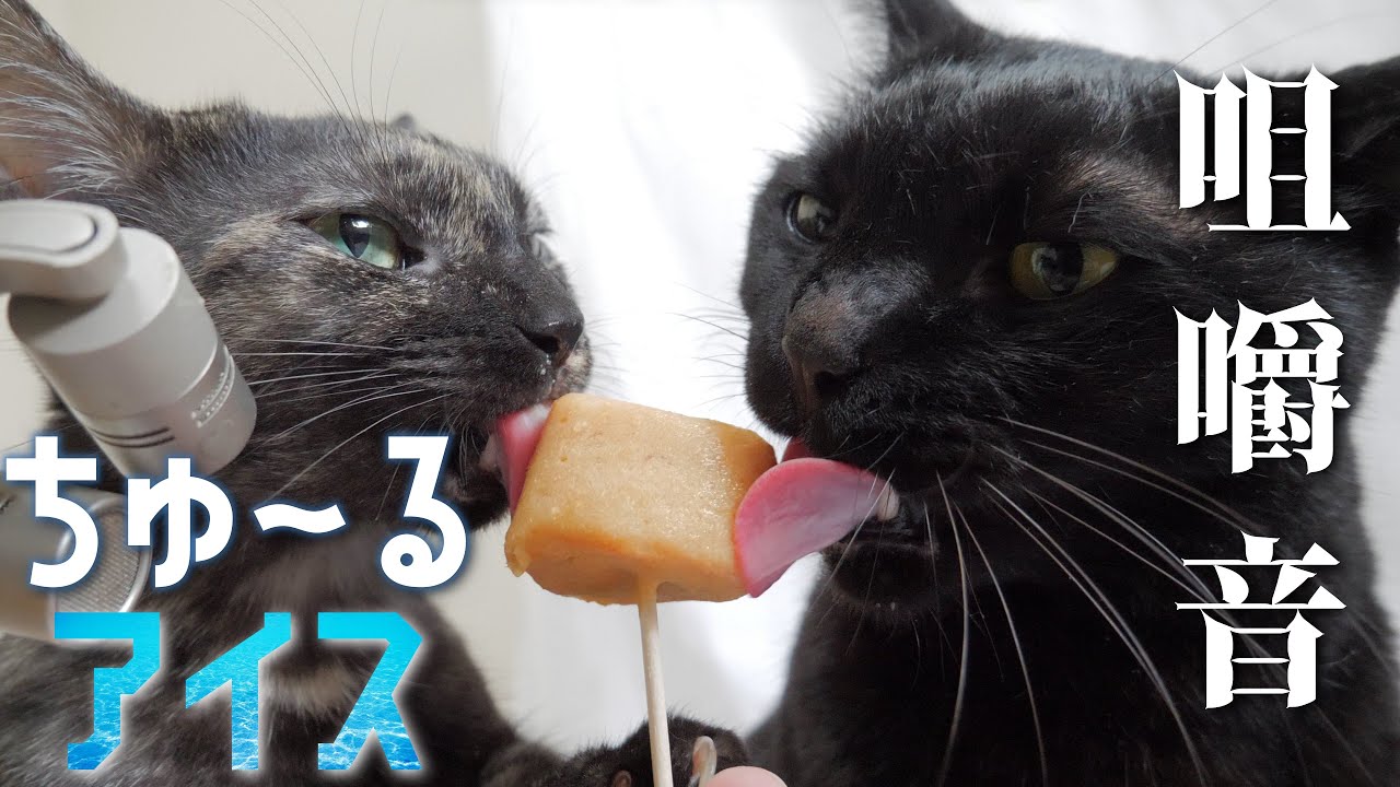 夏バテ気味な猫たちがちゅ～るアイスを食べる姿がかわいい🎧🍨🐈 Cat  Eating Ciao Churu  Ice Cream bar