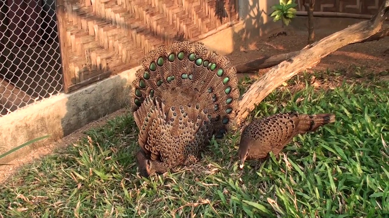 The rearing of Peacock Pheasants chicks  2017