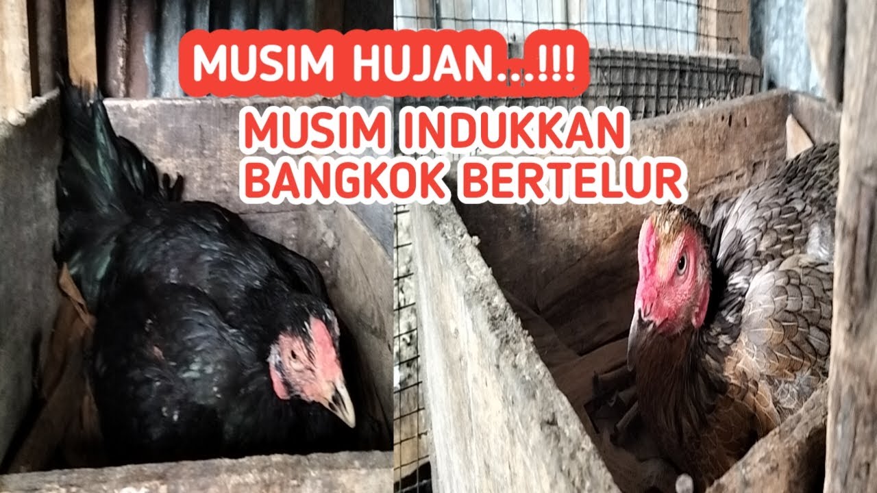 MUSIM HUJAN INDUKKAN AYAM BANGKOK PADA BERTELUR
