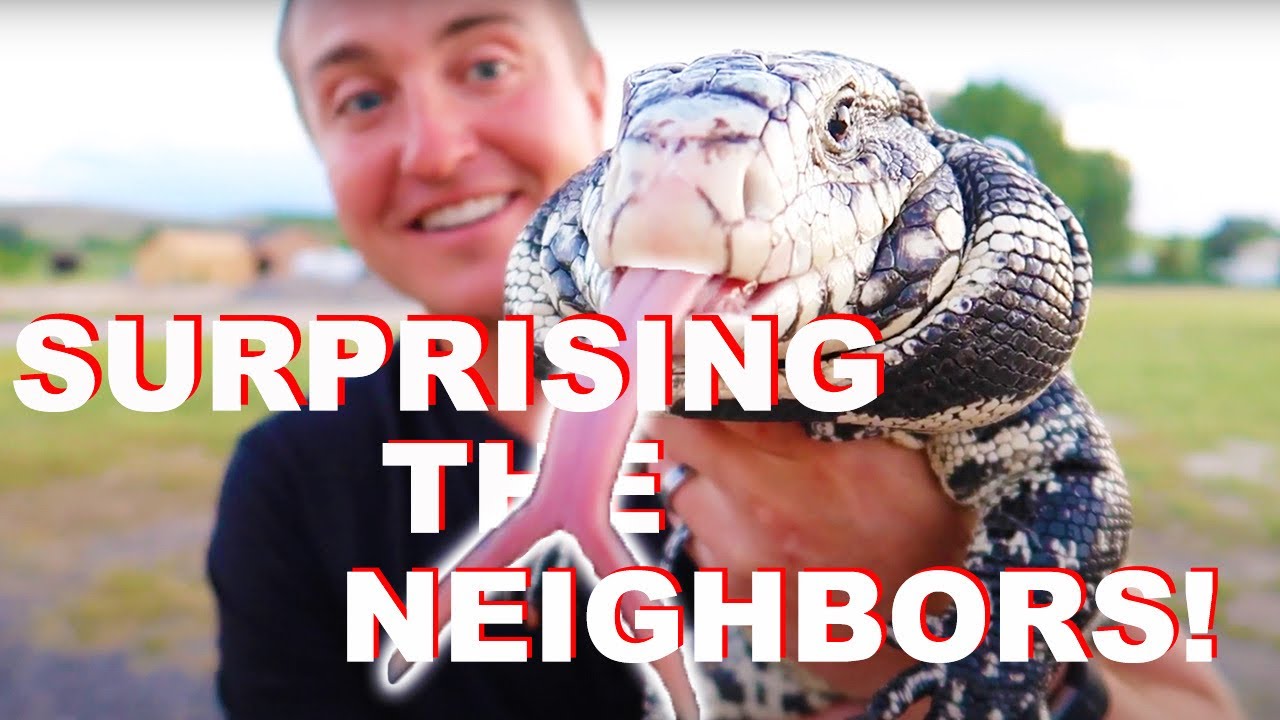 Walking A GIANT TEGU To My Neighbor’s House!!!
